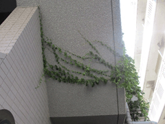 西新宿ビル除草前.gif